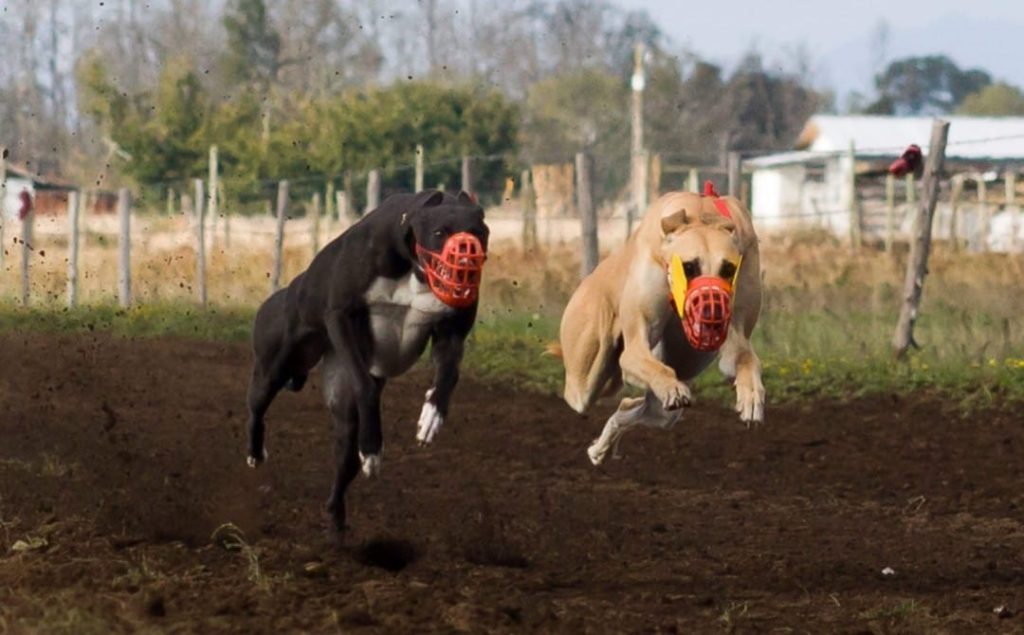 Carreras de galgos en Chile en Nos Tomamos la Voz