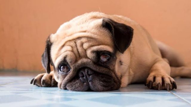 Sobrepeso en perros y obesidad canina en Chile