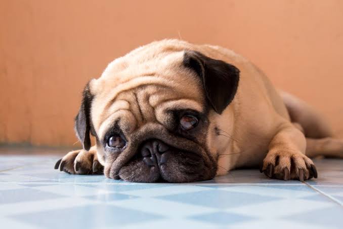 Sobrepeso en perros y obesidad canina en Chile